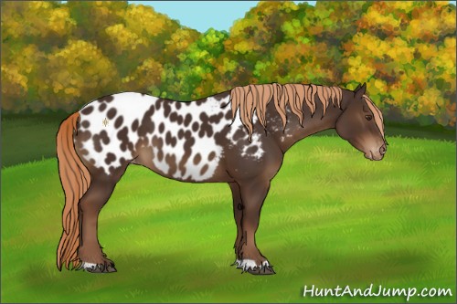 Horse Color:Liver Chestnut Appaloosa 