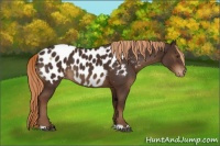 Horse Color:Liver Chestnut Appaloosa 