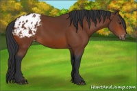 Horse Color:Bay Appaloosa