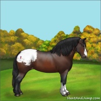 Horse Color:Bay Snowcap 