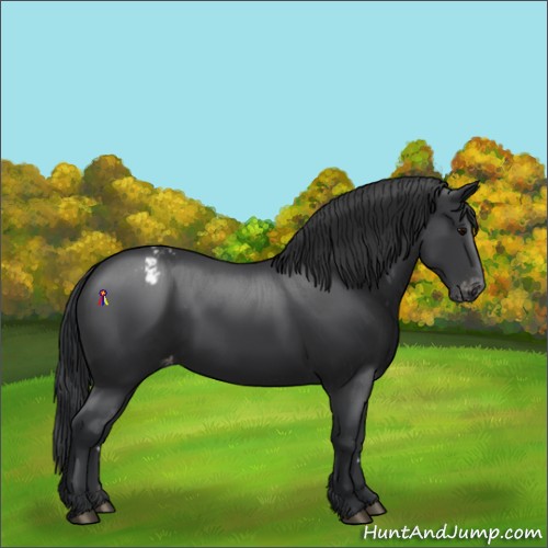 Horse Color:Black Appaloosa 