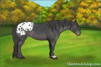 Horse Color:Smoky Blue Roan Appaloosa