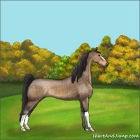 Horse Color:Buckskin Dun