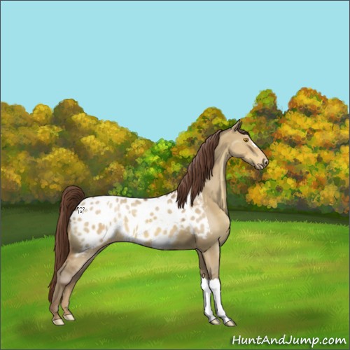 Horse Color:Sable Champagne Dun Appaloosa 