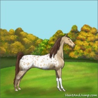 Horse Color:Sable Champagne Dun Appaloosa 