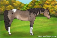 Horse Color:Brown Dun Varnish 