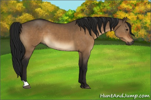 Horse Color:Gray Brown Dun