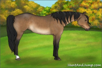 Horse Color:Gray Brown Dun