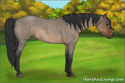 Horse Color:Brown Roan Dun Rabicano 