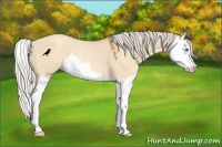 Horse Color:Silver Sable Champagne Dun Splash