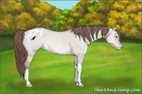 Horse Color:Sable Champagne Dun Varnish 