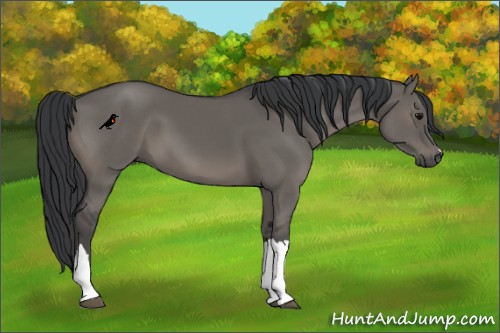 Horse Color:Grullo