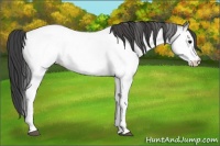 Horse Color:White Spotted Grullo Appaloosa 