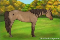 Horse Color:Liver Red Dun Rabicano