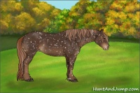Horse Color:Liver Chestnut Appaloosa
