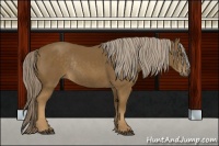 Horse Color:Chocolate Palomino Rabicano 