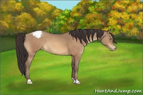 Horse Color:Sable Champagne Appaloosa 