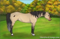Horse Color:Brown Dun 
