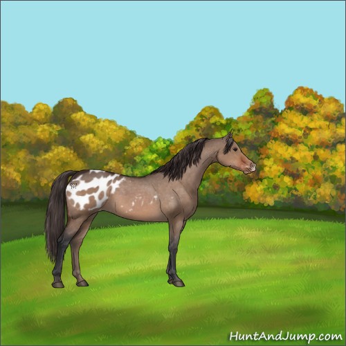 Horse Color:Bay Dun Appaloosa