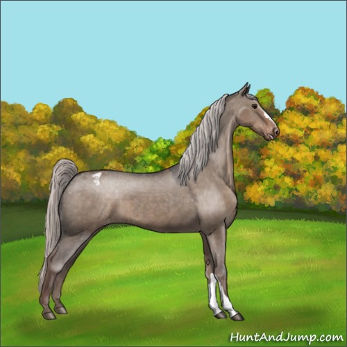 Horse Color:Silver Grullo Appaloosa 