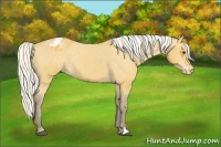 Horse Color:Silver Buckskin Appaloosa 