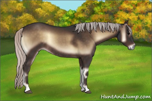Horse Color:Silver Brown Onyx Rabicano