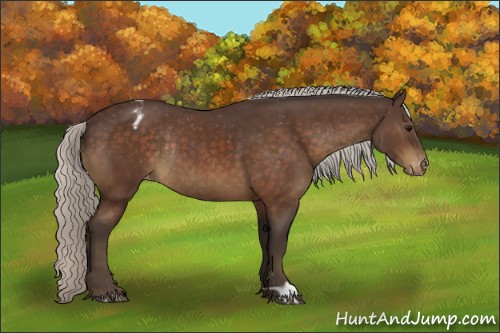 Horse Color:Silver Brown Appaloosa Rabicano 