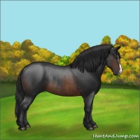 Horse Color:Brown Rabicano