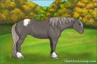 Horse Color:Silver Black Appaloosa 