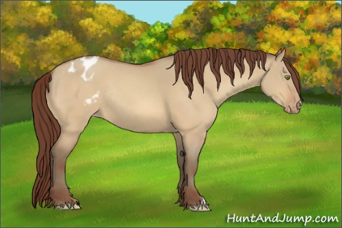Horse Color:Sable Champagne Dun Appaloosa Rabicano 