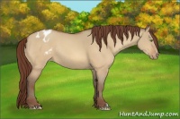 Horse Color:Sable Champagne Dun Appaloosa Rabicano 
