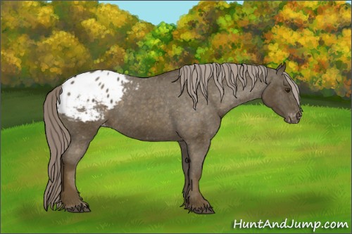 Horse Color:Chocolate Palomino Appaloosa 