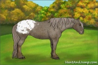 Horse Color:Chocolate Palomino Appaloosa 