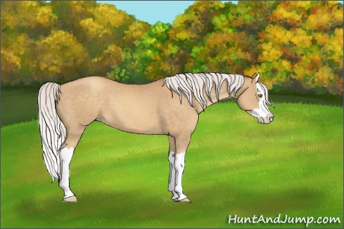 Horse Color:Silver Sable Champagne Splash 