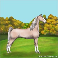 Horse Color:Silver Sable Champagne Splash 