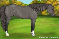 Horse Color:Grullo Appaloosa 