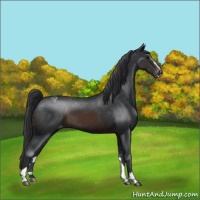 Horse Color:Brown Sabino Appaloosa 