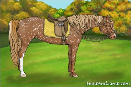 Horse Color:Chestnut Appaloosa 