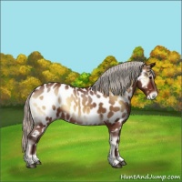 Horse Color:Silver Brown Onyx Near Leopard 