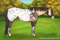 Horse Color:Brown Onyx Appaloosa 