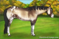 Horse Color:White Spotted Brown Onyx Appaloosa Brindle 
