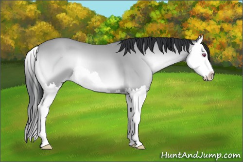 Horse Color:Bay Chinchilla Onyx Splash