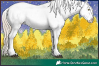 Horse Color:White Spotted Chocolate Palomino Appaloosa