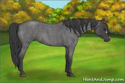 Horse Color:Smoky Blue Roan 