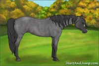 Horse Color:Smoky Blue Roan 