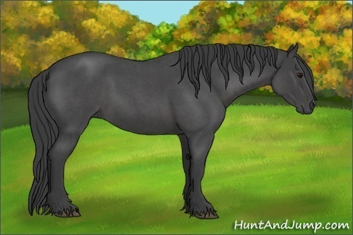 Horse Color:Smoky Blue Roan