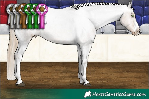 Horse Color:White Spotted Chocolate Palomino Roan Appaloosa 