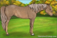 Horse Color:Chocolate Palomino Roan 