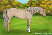 Horse Color:Palomino Roan 