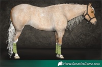 Horse Color:Palomino Roan Tobiano 
